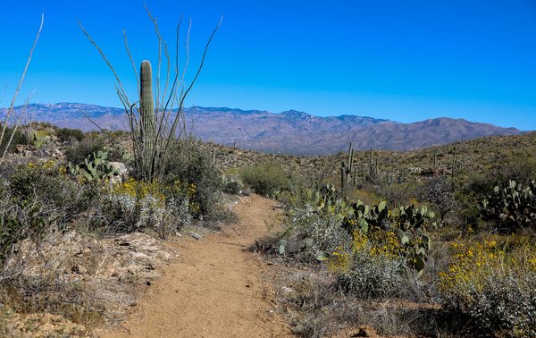 Geology Trail Saguaro National Park East Tucson Geology Trail Saguaro National Park East Tucson | Saguaro National Park - Attraction Guide