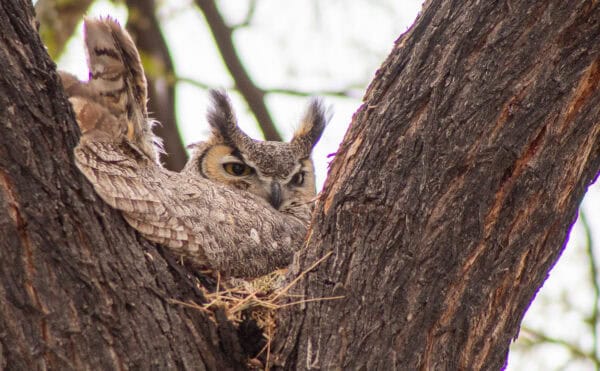 Great Horned Owl Saguaro National Park Tucson | Saguaro National Park - Attraction Guide