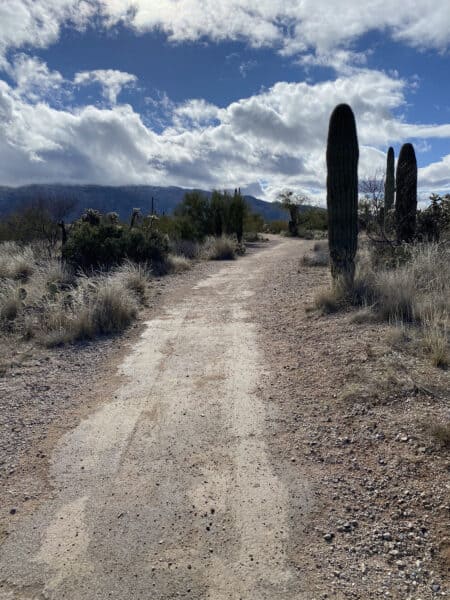 Mica View Saguaro National Park East Tucson | Saguaro National Park - Attraction Guide