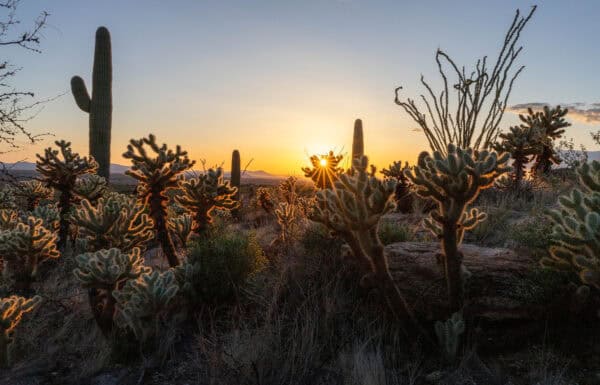 Sunset Saguaro National Park Cactus Tucson