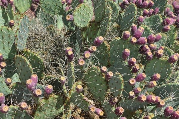 75 of the Cactus Creek property will remain in native Sonoran Desert vegetation | Neighborhood Spotlight: Coyote Creek