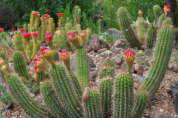 June cacti at Arizona Sonora Desert Museum | Arizona-Sonora Desert Museum Guide - Tickets, Parking, Exhibits