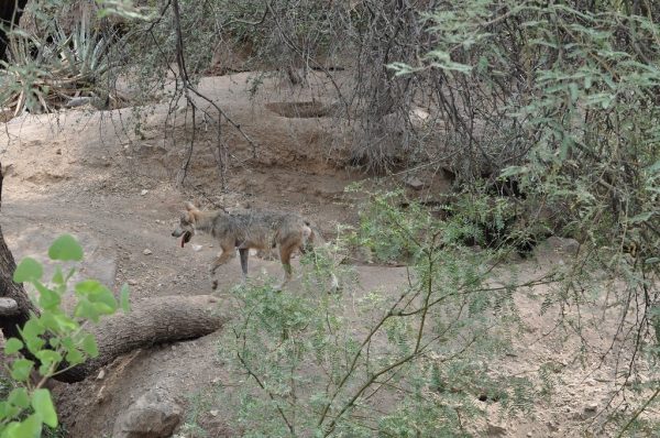 Mexican Wolf at Arizona Sonora Desert Museum | Arizona-Sonora Desert Museum Guide - Tickets, Parking, Exhibits