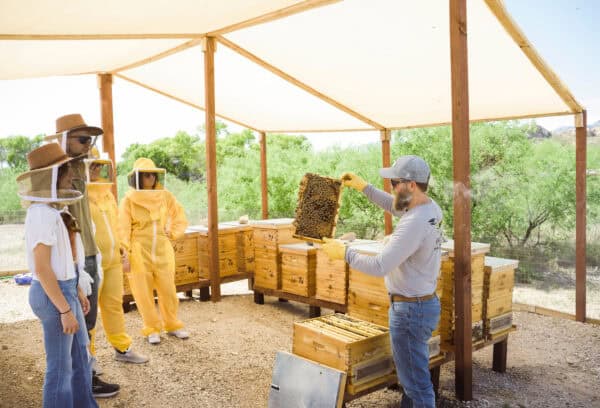 Beekeeping Tanque Verde Ranch Tucson Arizona | Tanque Verde Ranch: An All-Inclusive Vacation in Tucson, AZ