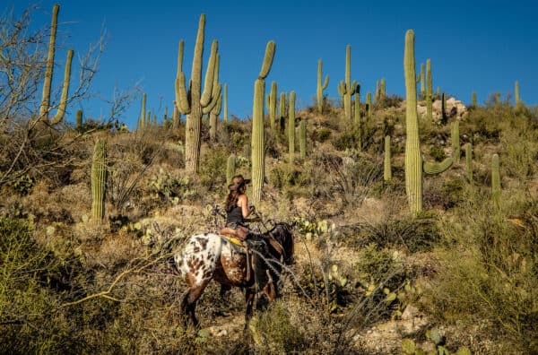 Desert Horseback Riding Tanque Verde Ranch Tucson Arizona | Tanque Verde Ranch: An All-Inclusive Vacation in Tucson, AZ