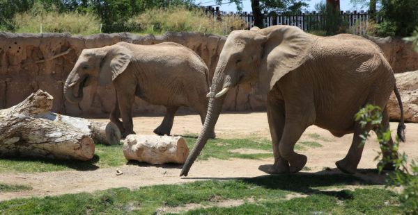 Elephants Reid Park Zoo Tucson | Ultimate Guide to Reid Park Zoo