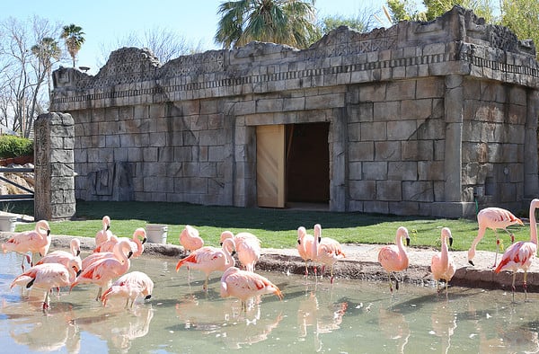 Flamingos Temple Ruin Reid Park Zoo Tucson | Ultimate Guide to Reid Park Zoo