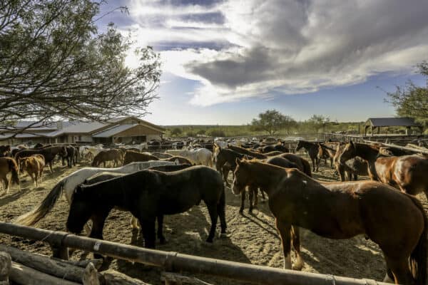 Horse Corral Guest Ranch Tanque Verde Tucson Arizona | Tanque Verde Ranch: An All-Inclusive Vacation in Tucson, AZ