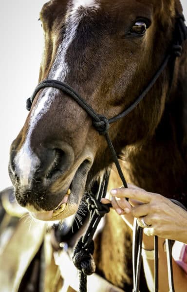 Horseback Riding Guest Ranch Tanque Verde Tucson Arizona | Tanque Verde Ranch: An All-Inclusive Vacation in Tucson, AZ