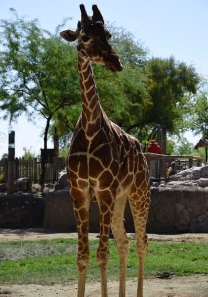 giraffe Reid Park Zoo | Ultimate Guide to Reid Park Zoo