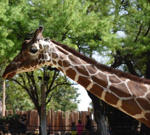 giraffe side profile Reid Park Zoo | Ultimate Guide to Reid Park Zoo