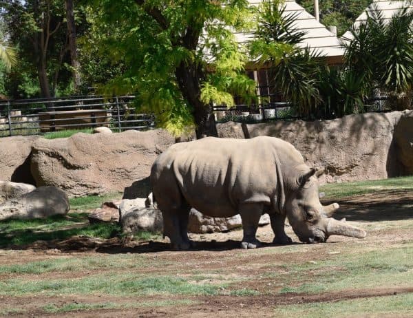 rhinoceros Reid Park Zoo | Ultimate Guide to Reid Park Zoo