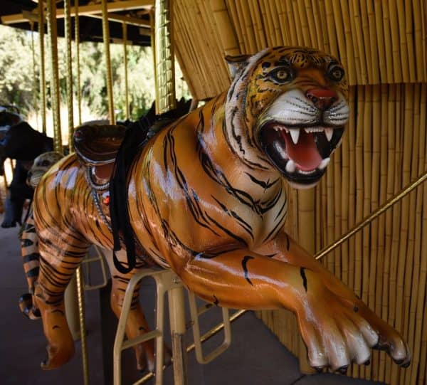 tiger carousel Reid Park Zoo | Ultimate Guide to Reid Park Zoo