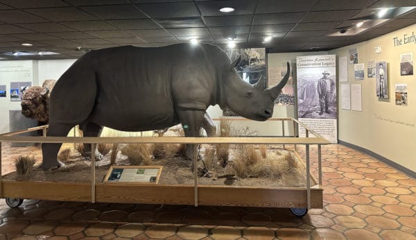 Rhino International Wildlife Museum Tucson | International Wildlife Museum - Attraction Guide