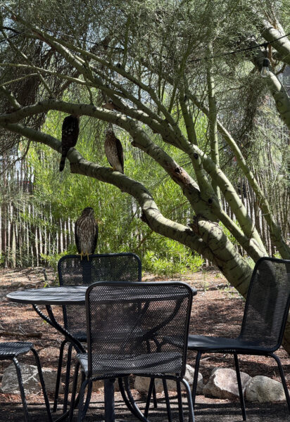 Bird Watching Tohono Chul Garden Bistro Brunch Tucson | Tohono Chul Guide (Gardens, Galleries, Bistro)