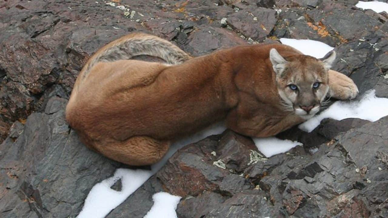 What To Do If You See A Mountain Lion Tucsontopia - bobcat scat vs mountain lion