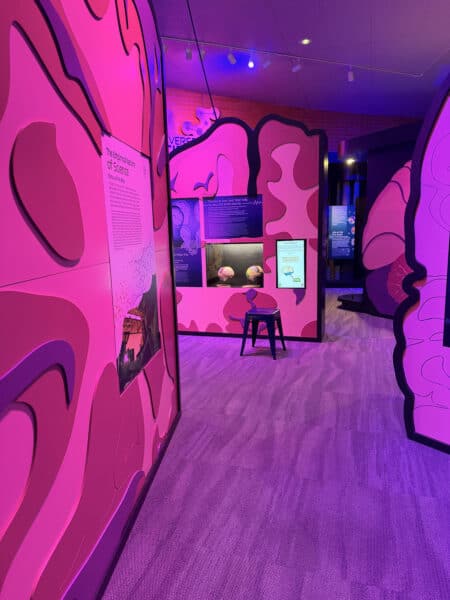 Brains exhibit Flandrau Science Center Tucson Brains exhibit Flandrau Science Center Tucson | Flandrau Science Center & Planetarium - Attraction Guide