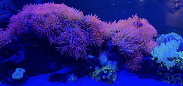 Fish Under the Sea Aquarium Flandrau Science Center Tucson Fish Under the Sea Aquarium Flandrau Science Center Tucson | Flandrau Science Center & Planetarium - Attraction Guide