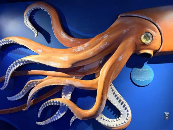 Octopus Flandrau Science Center Tucson Octopus Flandrau Science Center Tucson | Flandrau Science Center & Planetarium - Attraction Guide