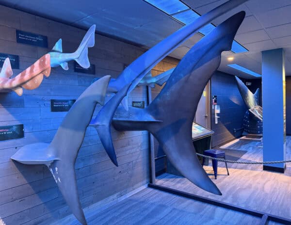 Shark Fins Exhibit Flandrau Science Center Tucson Shark Fins Exhibit Flandrau Science Center Tucson | Flandrau Science Center & Planetarium - Attraction Guide