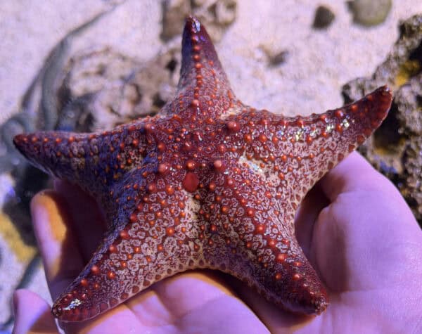 Starfish Flandrau Science Center Tucson Starfish Flandrau Science Center Tucson | Flandrau Science Center & Planetarium - Attraction Guide