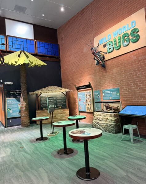 Wild World of Bugs Flandrau Science Center Tucson 1 Wild World of Bugs Flandrau Science Center Tucson 1 | Flandrau Science Center & Planetarium - Attraction Guide