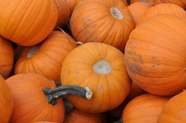 petite pumpkins at Apple Annies | Apple Annie's - Attraction Guide