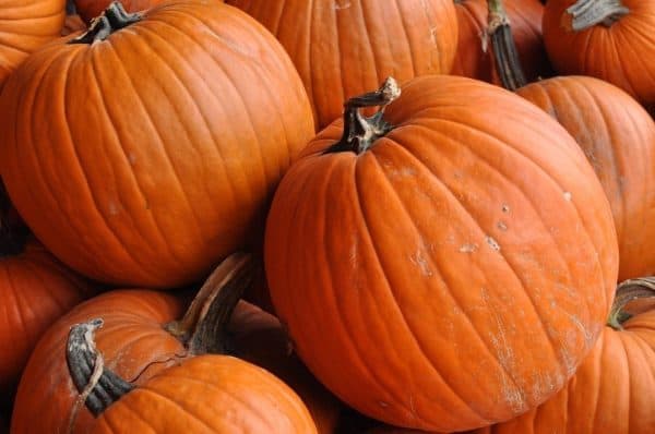 pumpkins at Apple Annies | Fall Fun In Tucson