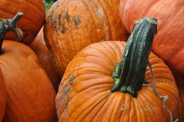 pumpkins with gnarled stems at Apple Annies | Apple Annie's - Attraction Guide