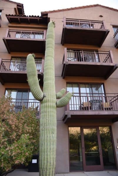 saguaro and balconies at Ritz Carlton Dove Mountain | Resort Report: The Ritz-Carlton, Dove Mountain