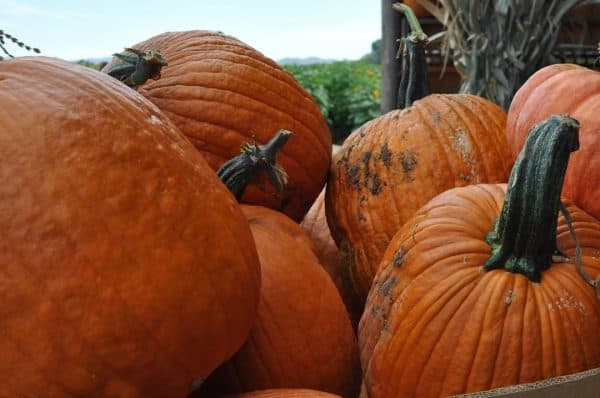 you pick pumpkins at Apple Annies | Apple Annie's - Attraction Guide