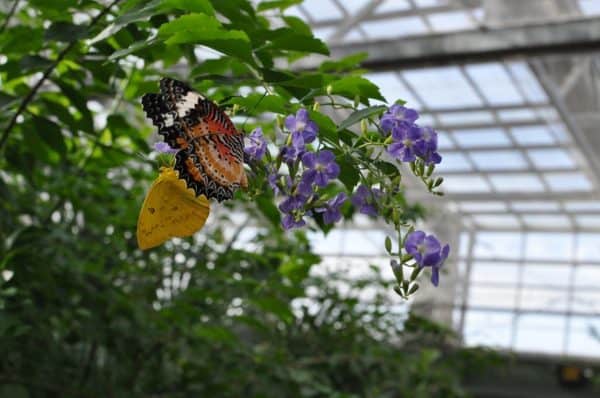 butterflies at Butterfly Wonderland | Road Trip Guide: Tucson to Scottsdale