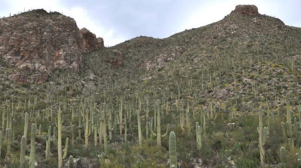 Pim Canyon | Pima Canyon Trail - Hiking Guide