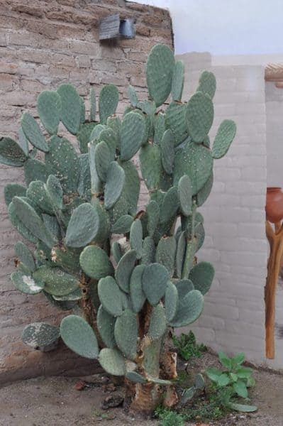 cactus at Presidio San Agustin | Ultimate Guide to Tucson Bike Tours