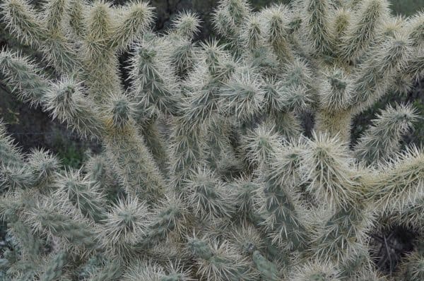 cactus up close at Pima Canyon | Pima Canyon Trail - Hiking Guide