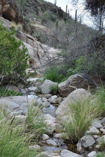 creek at Pima Canyon | Pima Canyon Trail - Hiking Guide