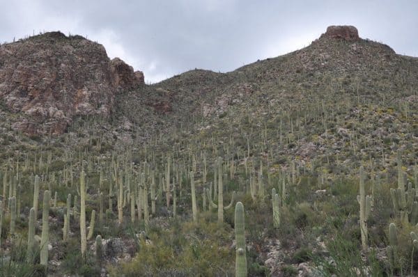 mountain of Saguaros at Pima Canyon | Pima Canyon Trail - Hiking Guide