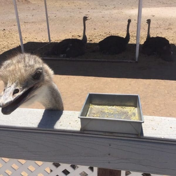 This ostrich says hello at Rooster Cogburn | Rooster Cogburn Ostrich Ranch - Attraction Guide