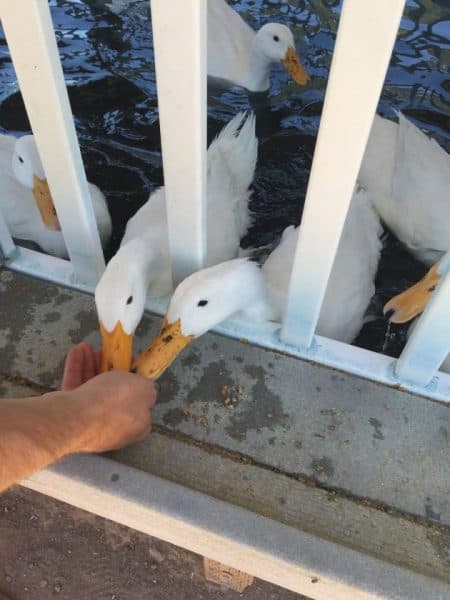 feeding the ducks at Rooster Cogburn