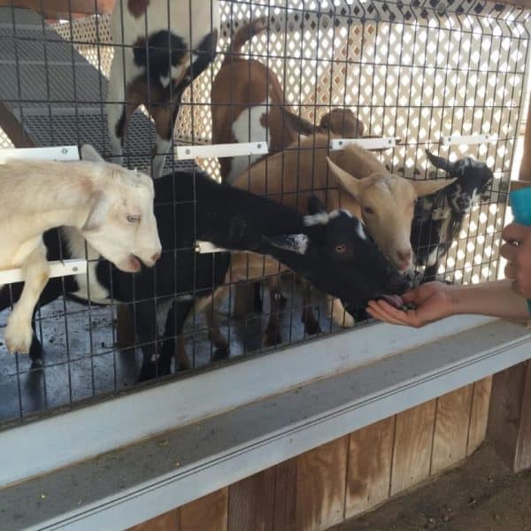 feeding the goats at Rooster Cogburn Ostrich Ranch