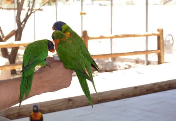 green lorikeets at Rooster Cogburn