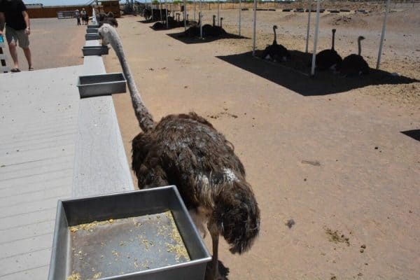 ostrich eating at Rooster Cogburn