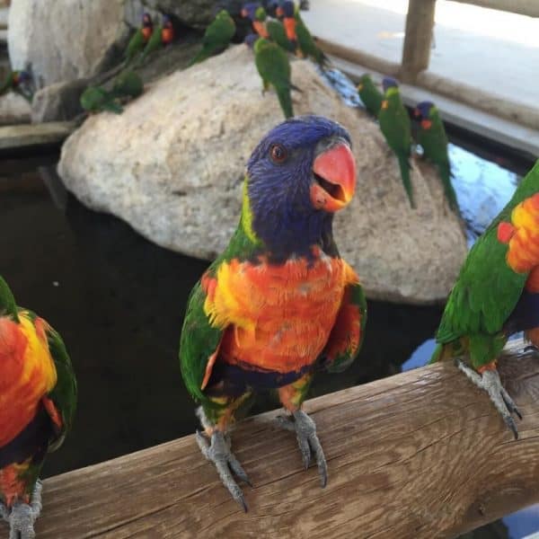 rainbow lorikeets at Rooster Cogburn Ostrich Ranch