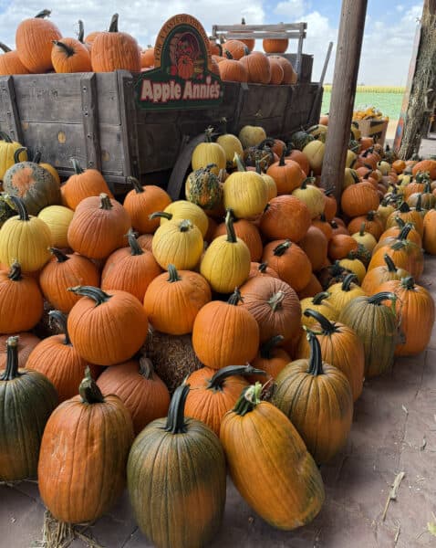 Apple Annies Pumpkins Willcox Arizona | Apple Annie's Guide: Apple Picking, Corn Maze, Pumpkins, Fall Fun!