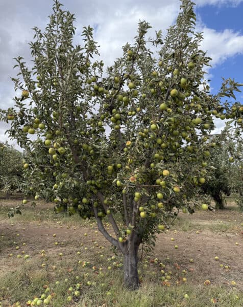 Apple Tree Apple Annies U Pick Willcox Arizona | Apple Annie's Guide: Apple Picking, Corn Maze, Pumpkins, Fall Fun!