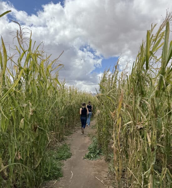 Corn Maze Apple Annies Willcox Arizona | Apple Annie's Guide: Apple Picking, Corn Maze, Pumpkins, Fall Fun!