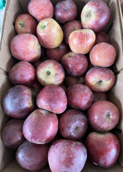 Pick Your Own Apples Apple Annies Orchard Willcox Arizona | Apple Annie's Guide: Apple Picking, Corn Maze, Pumpkins, Fall Fun!