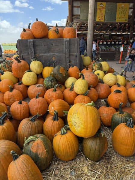 Punpkins Apple Annies Willcox Arizona | Apple Annie's Guide: Apple Picking, Corn Maze, Pumpkins, Fall Fun!