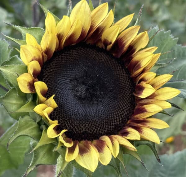 Sunflower Apple Annies Willcox Arizona | Apple Annie's Guide: Apple Picking, Corn Maze, Pumpkins, Fall Fun!