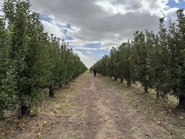 U Pick Orchards Apple Annies Willcox Arizona | Apple Annie's Guide: Apple Picking, Corn Maze, Pumpkins, Fall Fun!